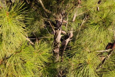 Trees growing in forest