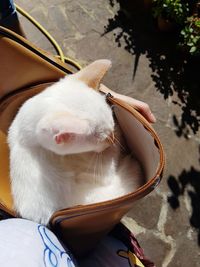 High angle view of cat in basket