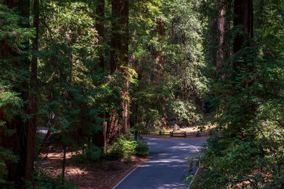 Road amidst trees in forest