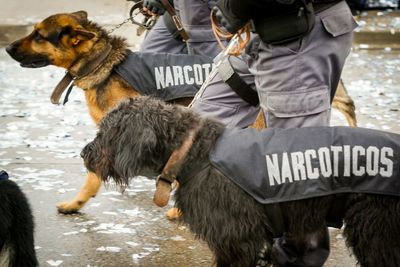 View of police dogs