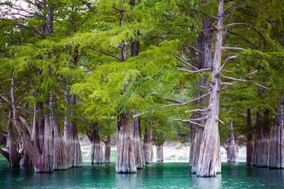 Scenic view of lake with trees in background