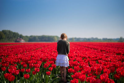 Rear view of girl standing by red tulips