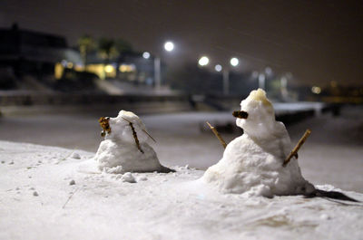 Close-up of birds on snow