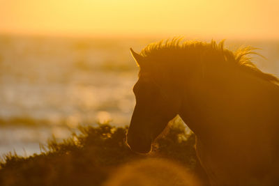 Silhouette of a horse by the ocean at sunset