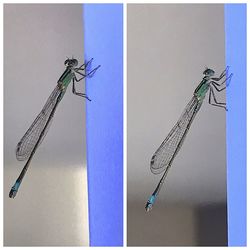 Close-up of damselfly