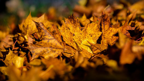 Close-up of yellow maple leaves on land