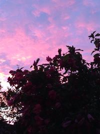 Low angle view of silhouette trees against sky