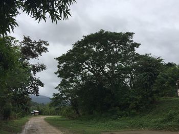 Trees on field against sky