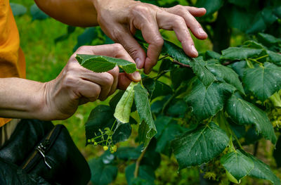 An aged woman collects healing linden flowers. plucking beautiful linden flowers on a spring day.
