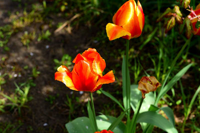 Close-up of orange flowers blooming outdoors