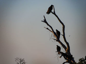 Low angle view of bird perching on bare tree against clear sky