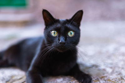 Close-up portrait of black cat