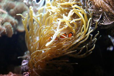 Close-up of fish swimming in sea