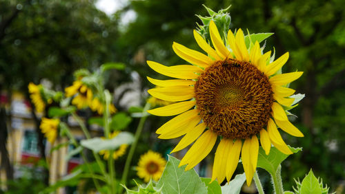 Close-up of yellow sunflower