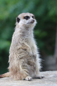 Close-up of meerkat sitting outdoors