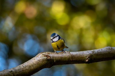 Close-up of bird perching on branch