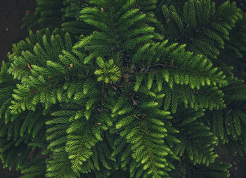 Directly above shot of pine tree