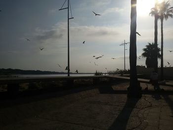 Flock of birds flying over road