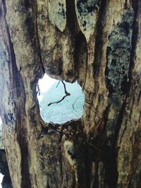 Close-up of birds on tree trunk