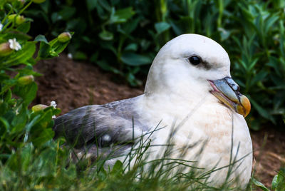 Close-up of a bird on field