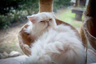 White cat looking away