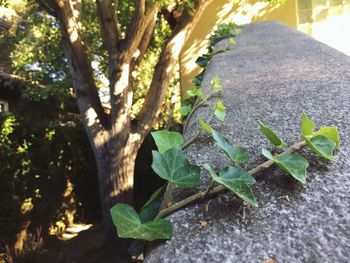 Close-up of fresh green plant