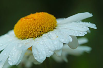 Close-up of wet yellow flower