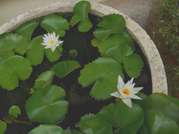 Close-up of white flowers