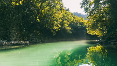 Scenic view of waterfall in forest