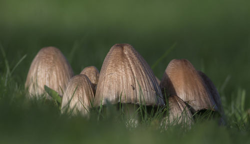 Close-up of mushroom growing on field