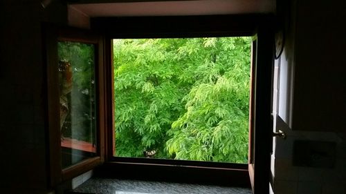 View of trees seen through window