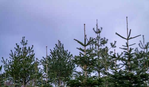 Low angle view of plants against sky during winter