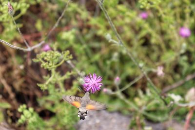 Close-up of purple flowering plant