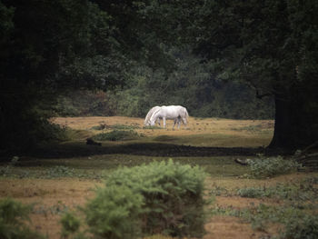 Horses standing on land