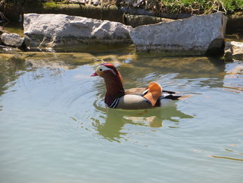 Ducks swimming in lake