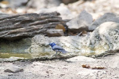 Bird perching on rock
