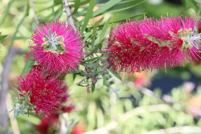 Close-up of flowers blooming outdoors