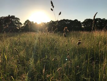 Birds flying over field against sky during sunset