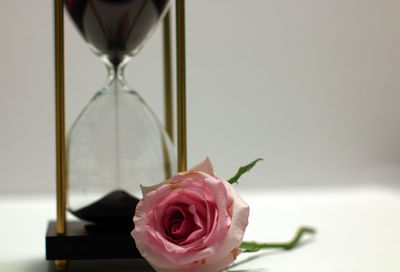 Close-up of rose on table