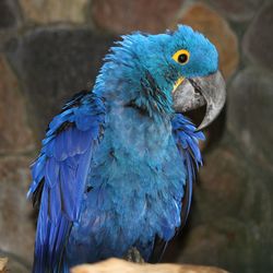 Close-up of parrot