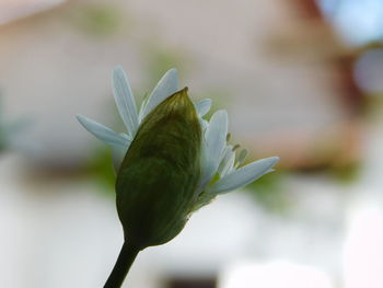 Close-up of flower buds