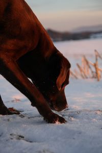 Close-up of a dog in snow