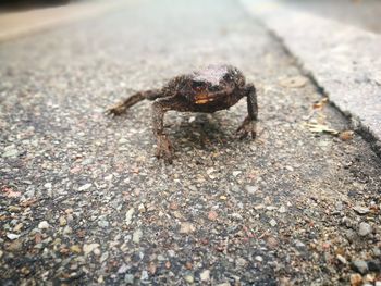 High angle view of insect on land