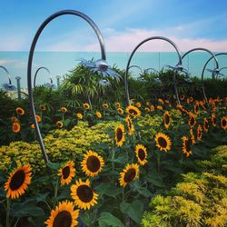 Close-up of yellow flowering plants on field against sky