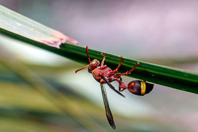 Close-up of potter wasp on a leaf