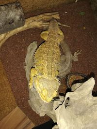 High angle view of insect