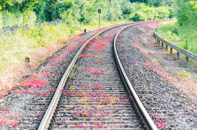 Railroad tracks amidst trees