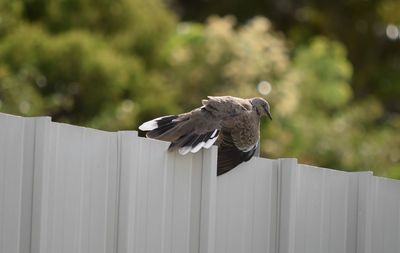 Bird flying against the sky