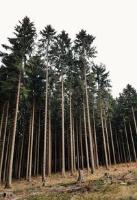 Low angle view of pine trees in forest against sky