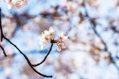 Close-up of white cherry blossom tree